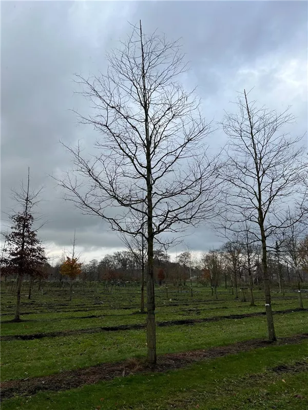 Gleditsia triacanthos 'Skyline'