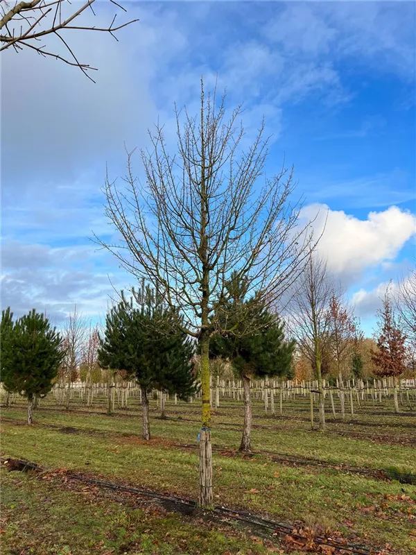 Acer campestre 'Elsrijk'