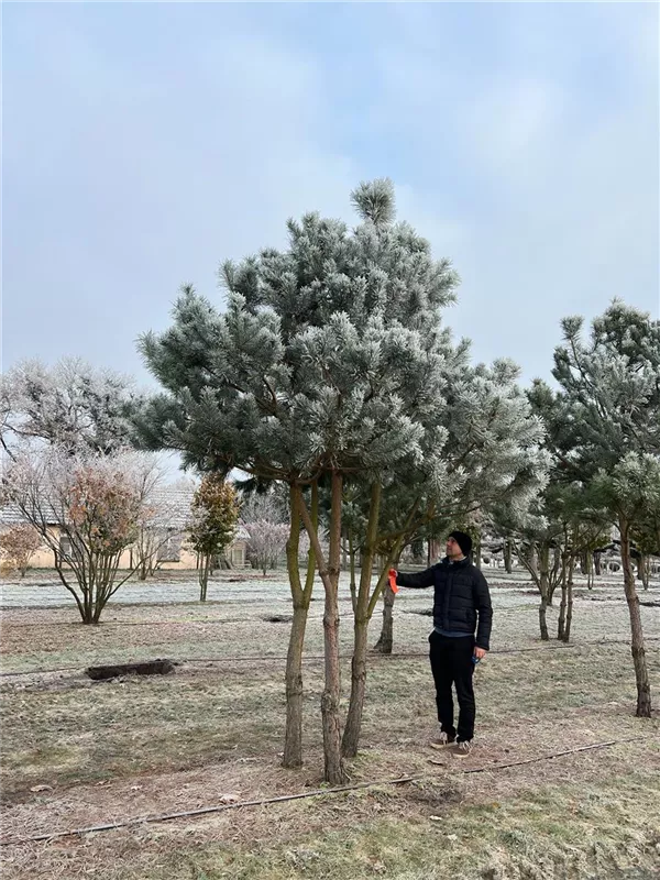 Pinus sylvestris