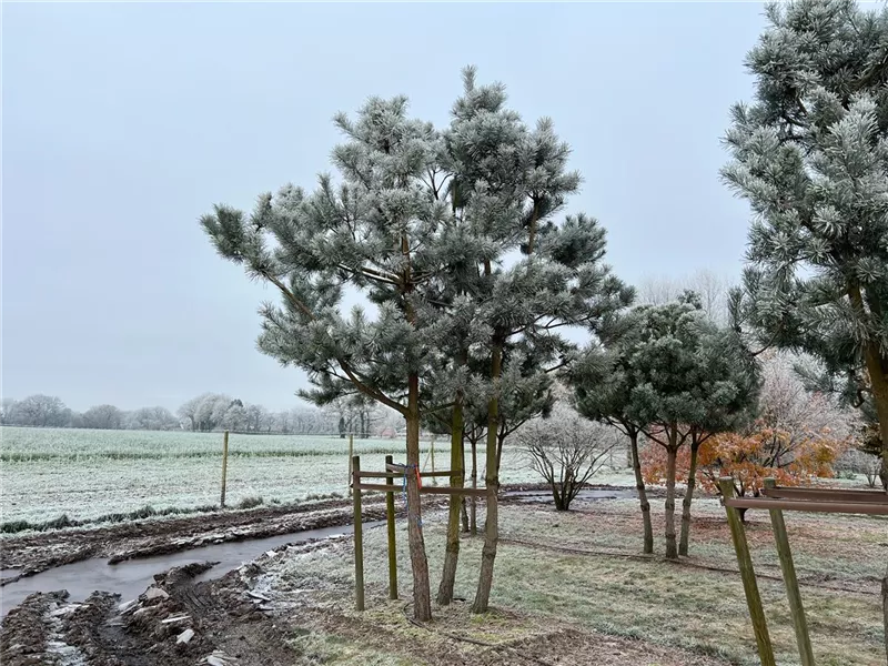 Pinus sylvestris