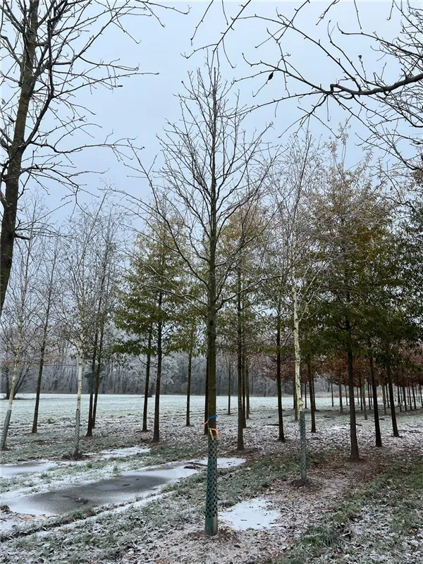 Sorbus intermedia