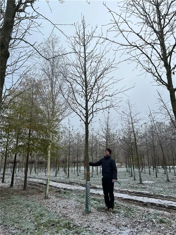 Sorbus intermedia