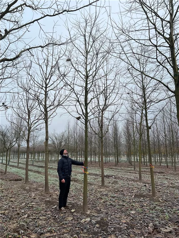 Celtis australis