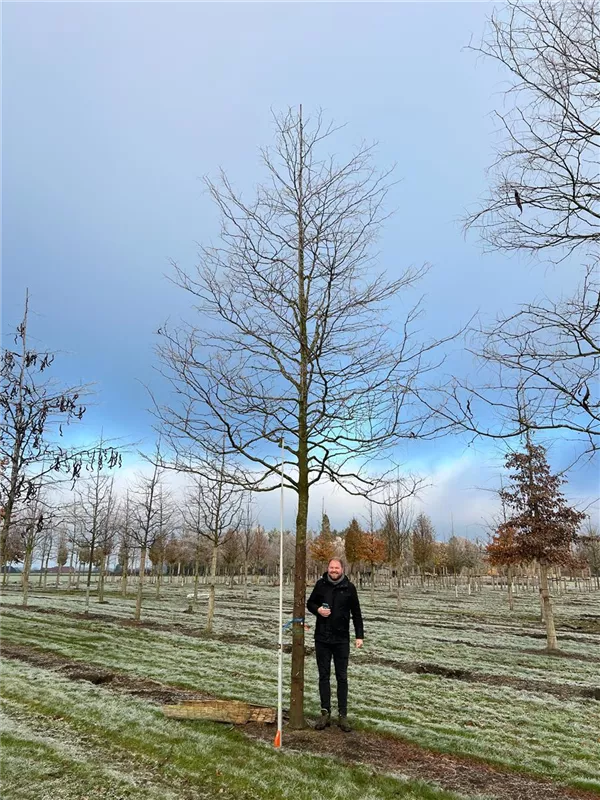 Gleditsia triacanthos 'Skyline'