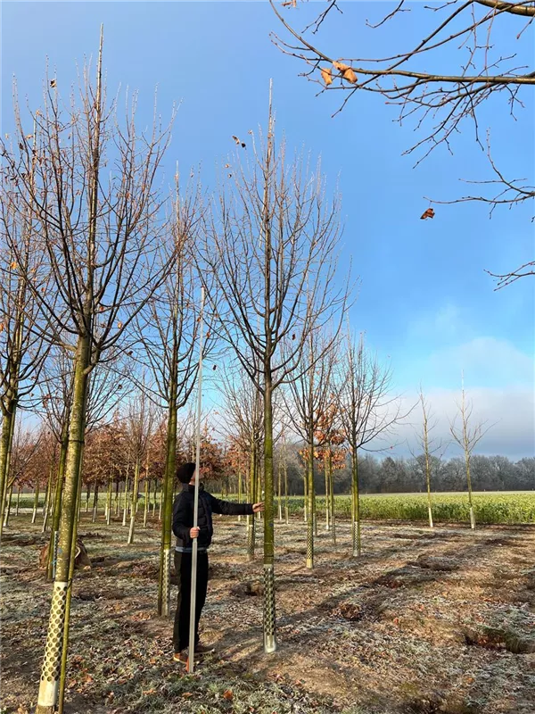 Tilia cordata 'Greenspire'
