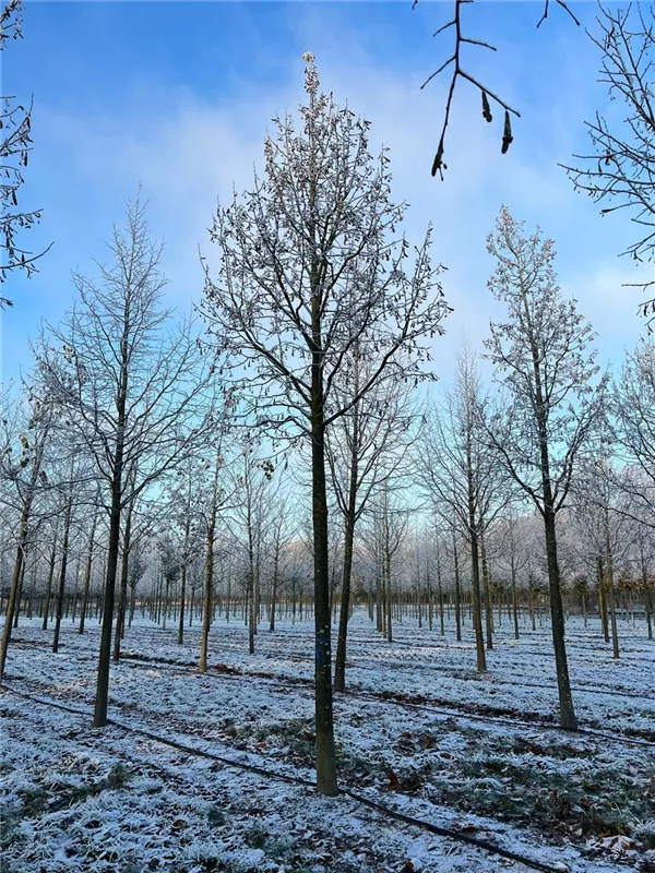 Tilia tomentosa 'Brabant'