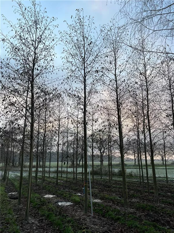 Alnus spaethii