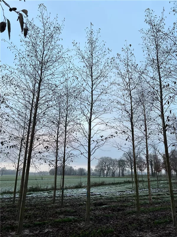 Alnus spaethii