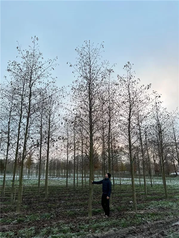 Alnus spaethii