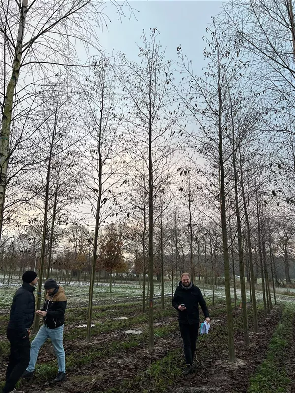 Alnus spaethii