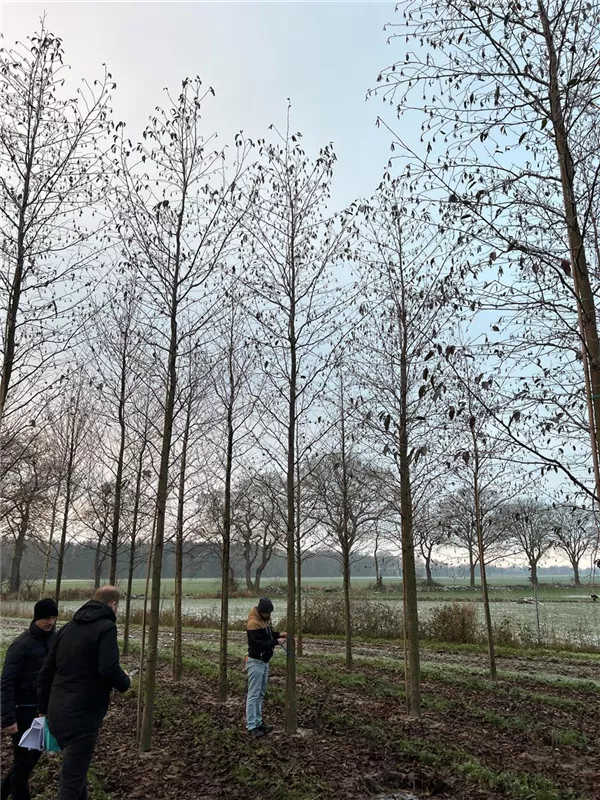 Alnus spaethii