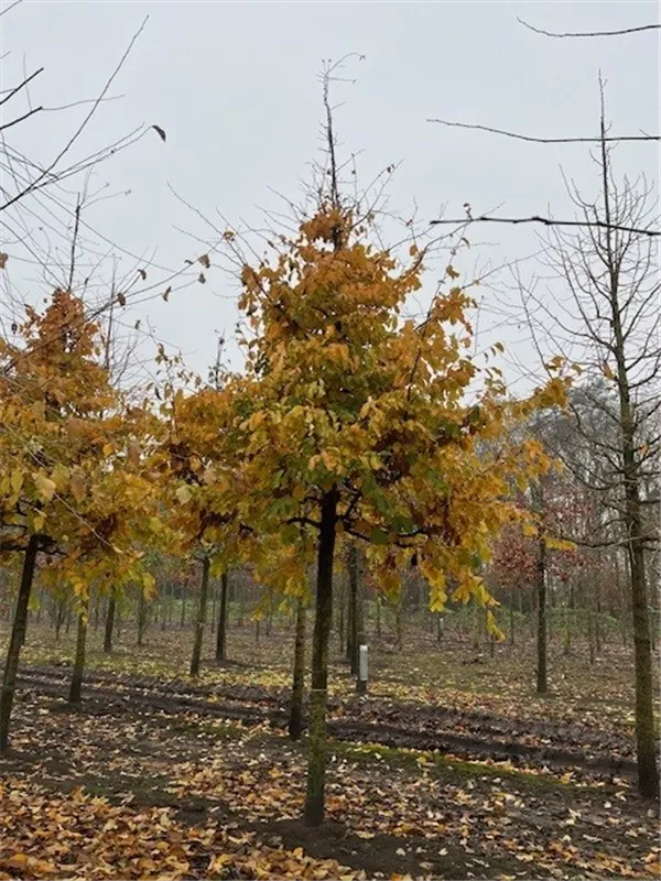 Parrotia persica
