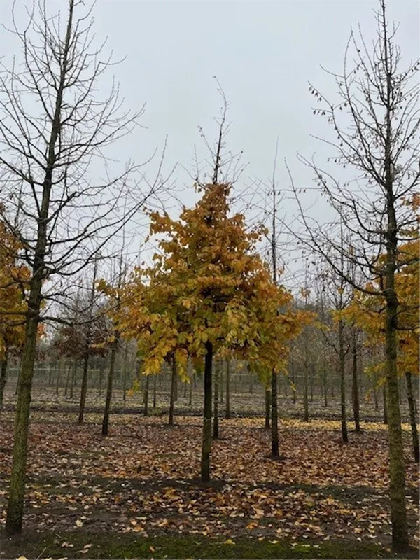 Parrotia persica