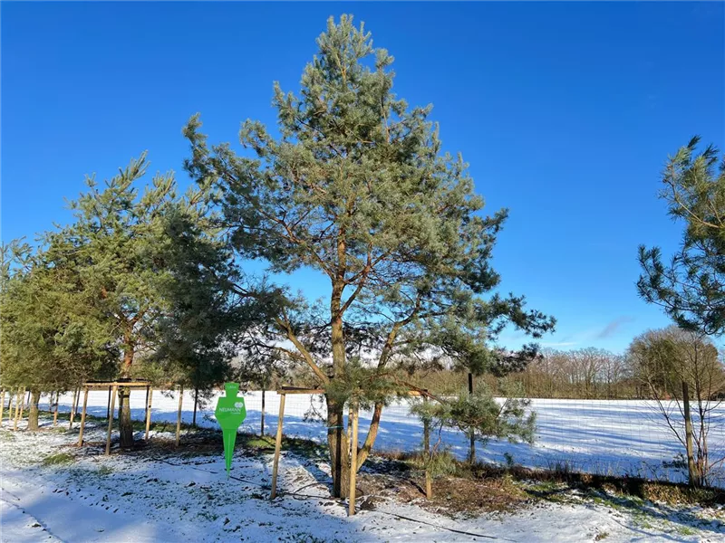 Pinus sylvestris