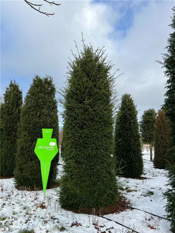 Taxus baccata 'Höpken's Gigant'