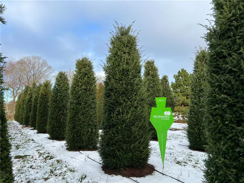 Taxus baccata 'Höpken's Gigant'