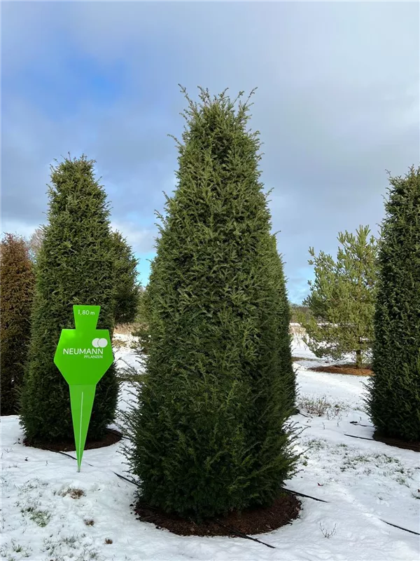 Taxus baccata 'Höpken's Gigant'
