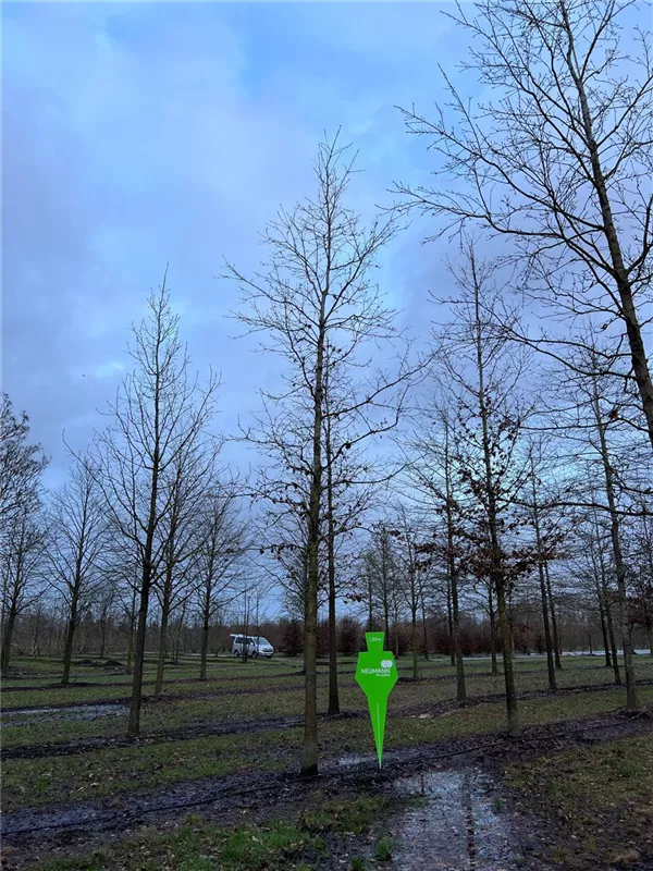 Quercus cerris