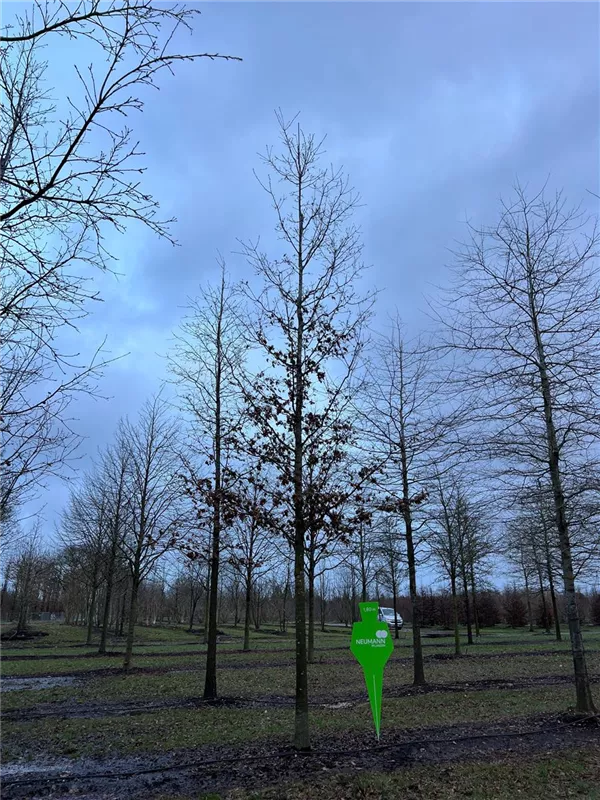 Quercus cerris