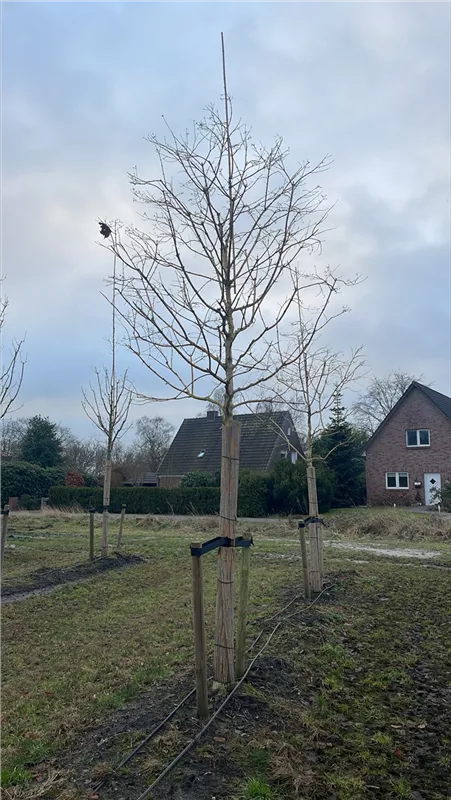 Heptacodium miconioides