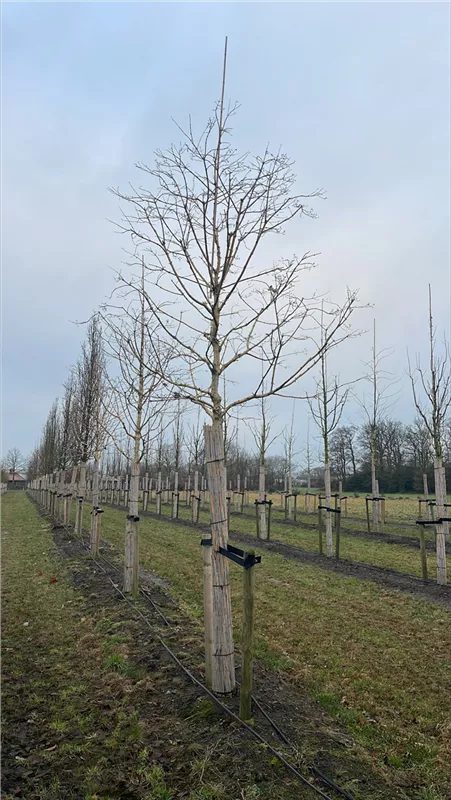 Heptacodium miconioides