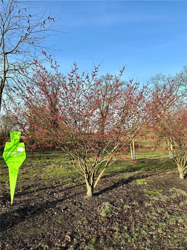 Hamamelis interm.'Feuerzauber'