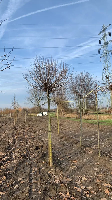 Acer campestre 'Nanum'