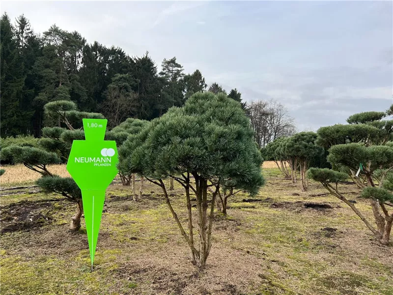 Pinus sylvestris 'Watereri'