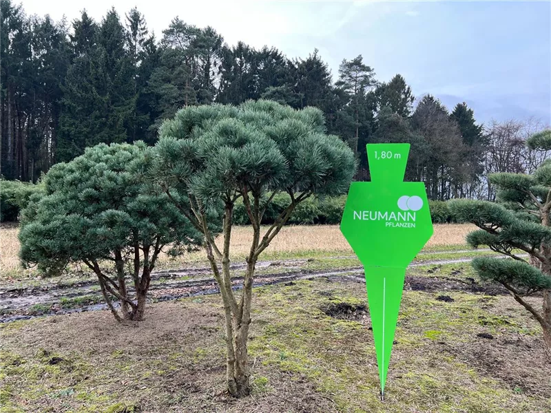 Pinus sylvestris 'Watereri'