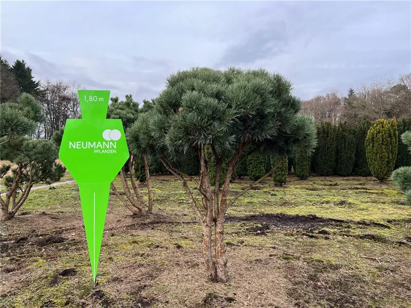 Pinus sylvestris 'Watereri'