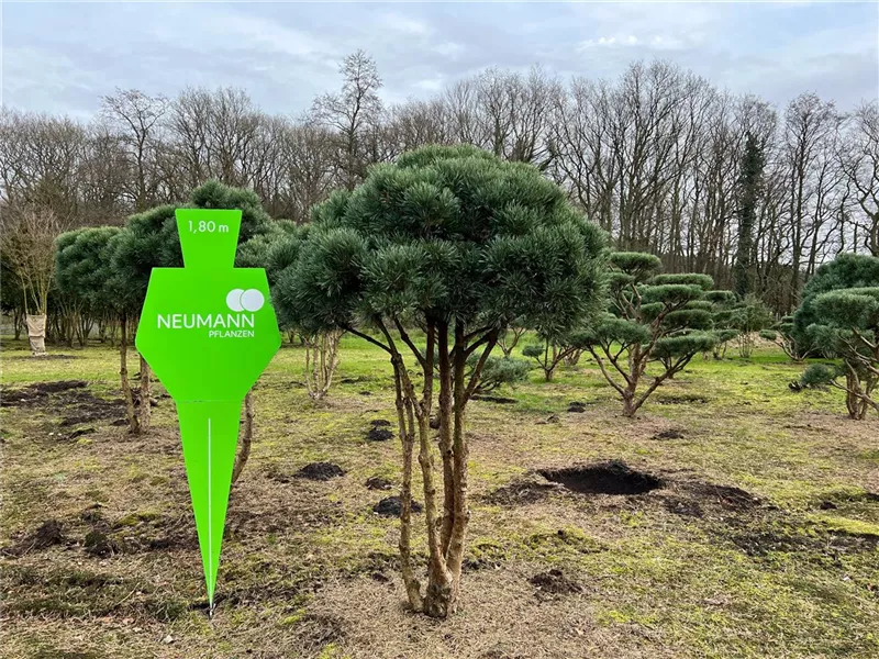 Pinus sylvestris 'Watereri'