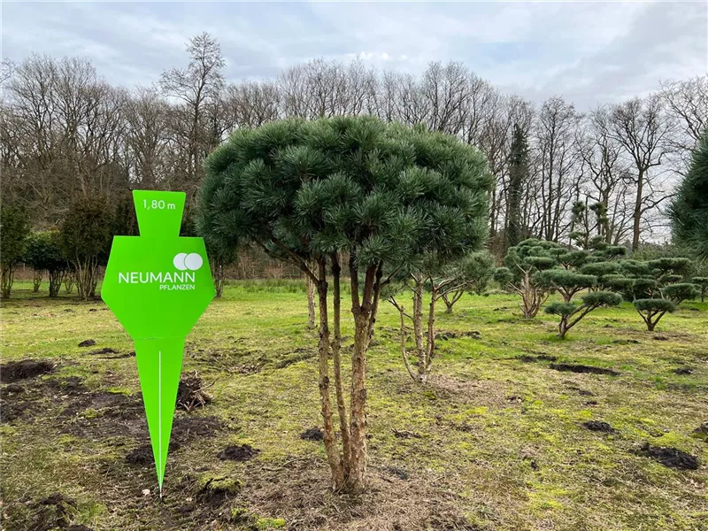 Pinus sylvestris 'Watereri'