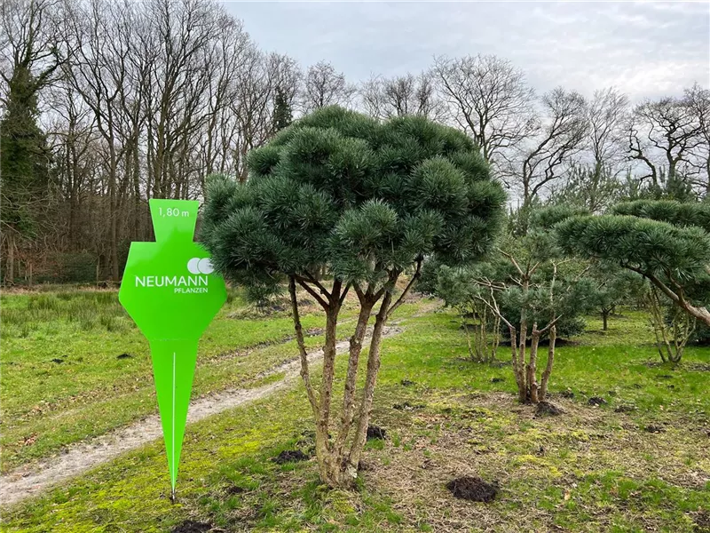 Pinus sylvestris 'Watereri'