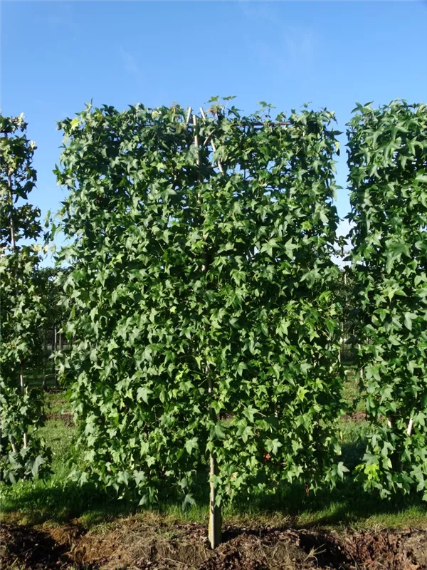 Liquidambar styraciflua