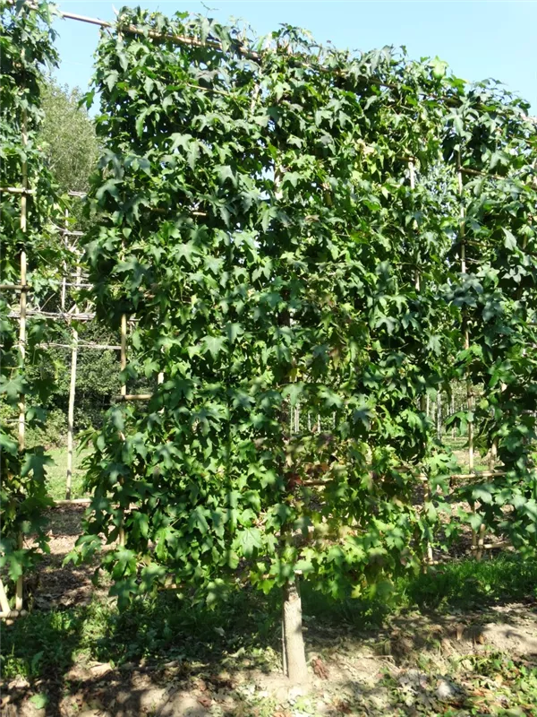 Liquidambar styraciflua