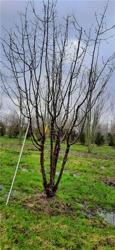 Prunus serrula