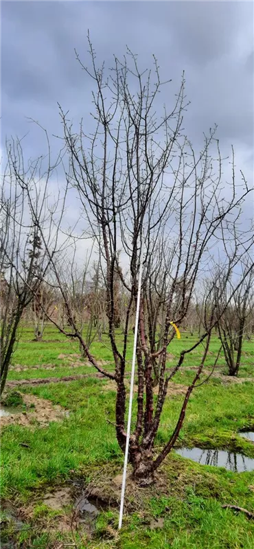 Prunus serrula