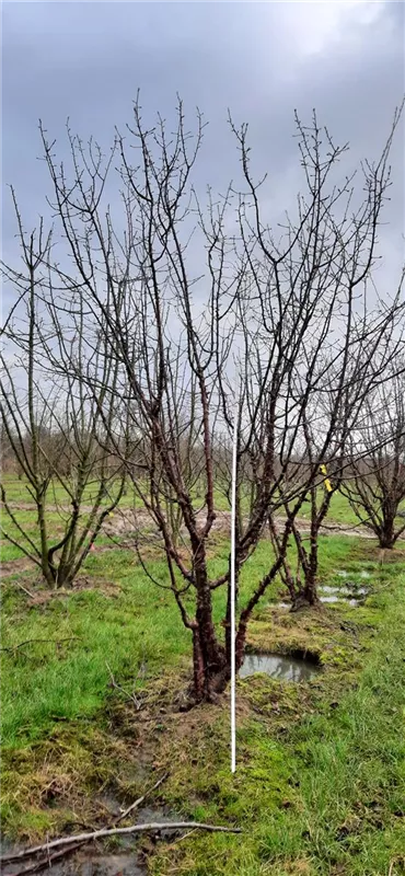 Prunus serrula