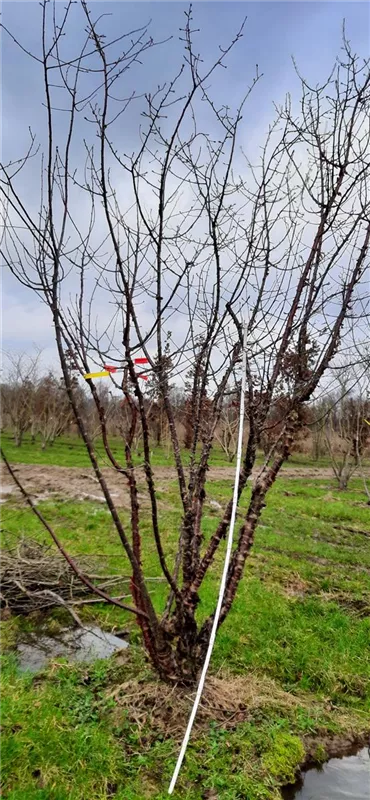 Prunus serrula