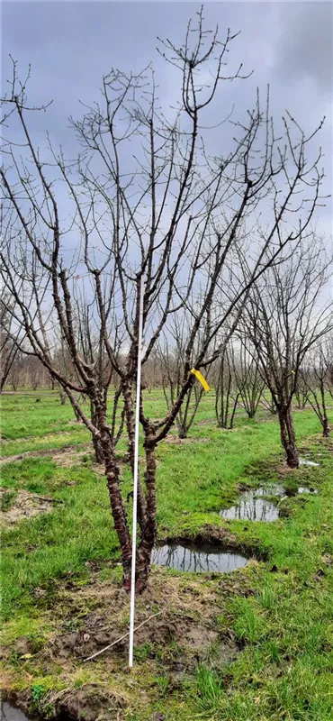Prunus serrula