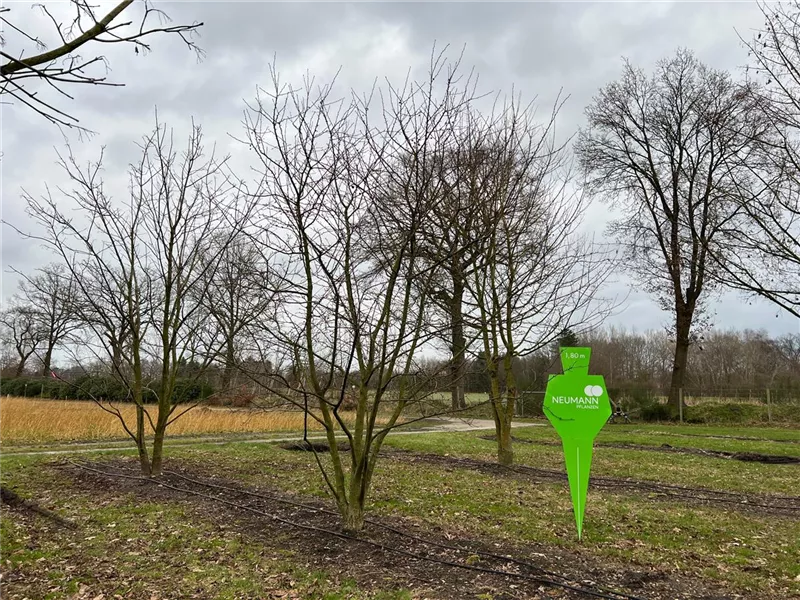 Malus 'Evereste' -R-