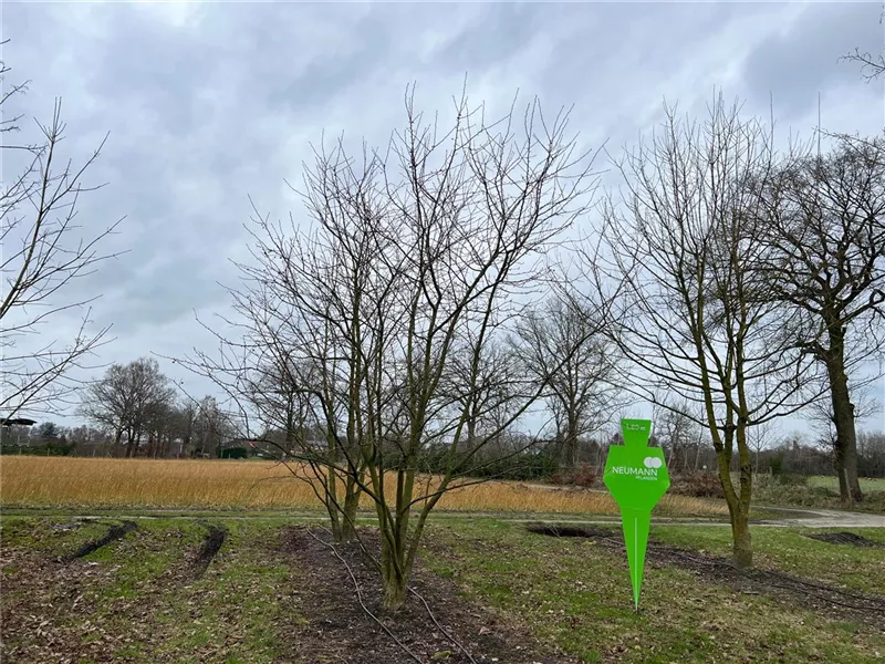 Malus 'Evereste' -R-