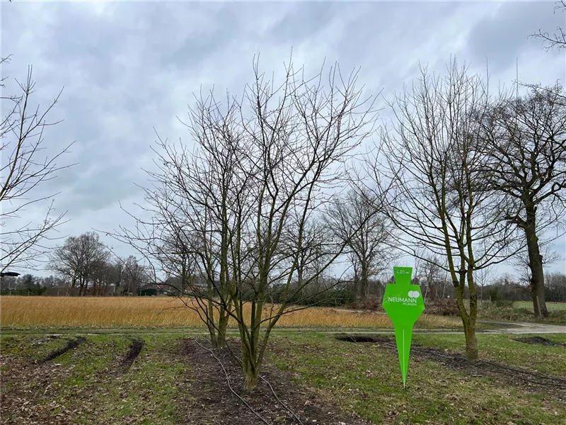 Malus 'Evereste' -R-