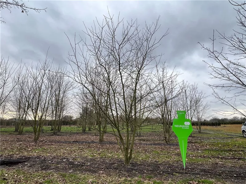 Malus 'Evereste' -R-