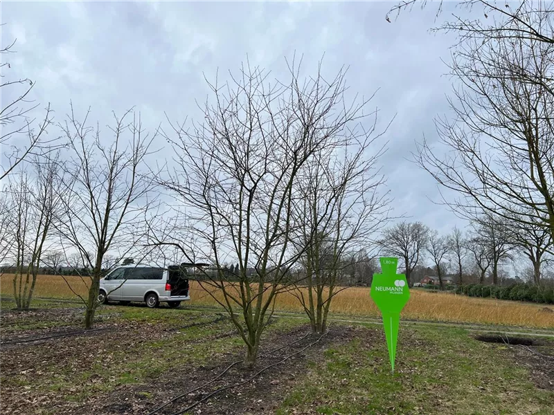 Malus 'Evereste' -R-