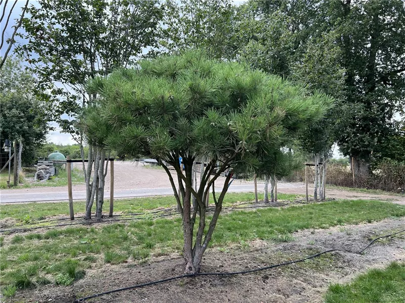 Pinus densiflora 'Umbraculifera'