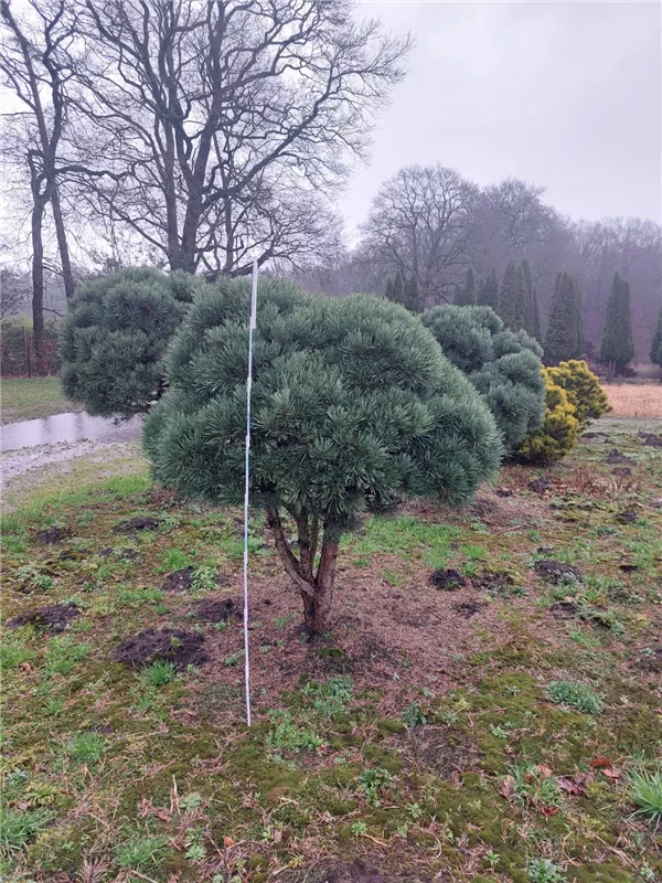 Pinus sylvestris 'Watereri'