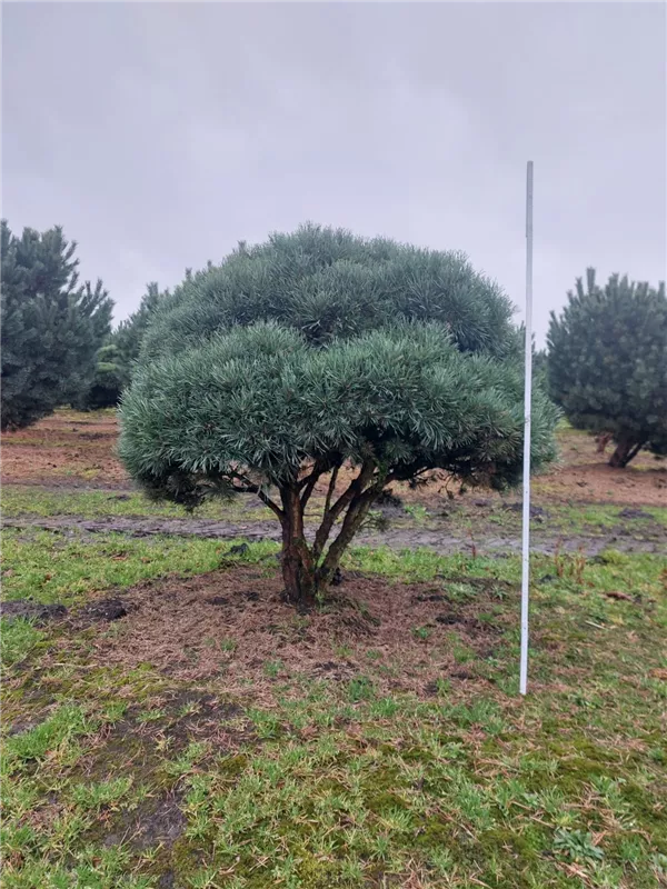 Pinus sylvestris 'Watereri'