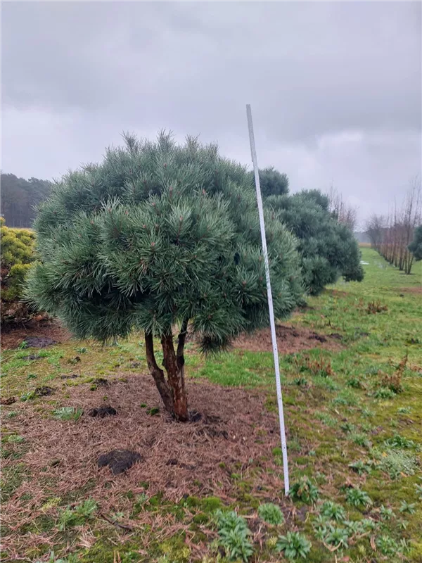Pinus sylvestris 'Watereri'