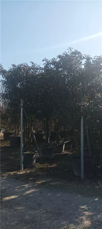 Photinia fraseri 'Red Robin'